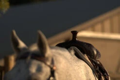 High Horse Daisetta Cordura Trail Saddle By Circle Y 31 High Horse Daisetta Cordura Trail Saddle By Circle Y -Weaver Leather Store Daisetta Pommel Front 63940.1600204660