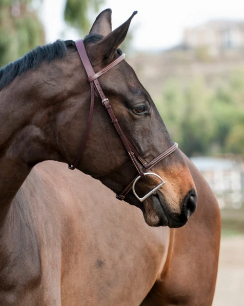 Edgewood Raised Fancy Stitch Bridle 4 Edgewood Raised Fancy Stitch Bridle - Image 2