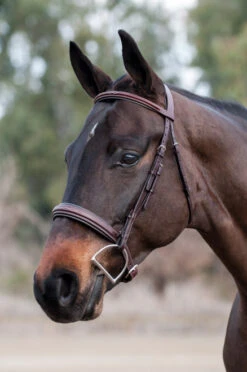 Edgewood Raised Padded Fancy Stitch Bridle With Padded Crown -Weaver Leather Store Dante0221 29 55956.1614976064