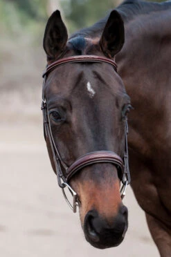Edgewood Raised Padded Fancy Stitch Bridle