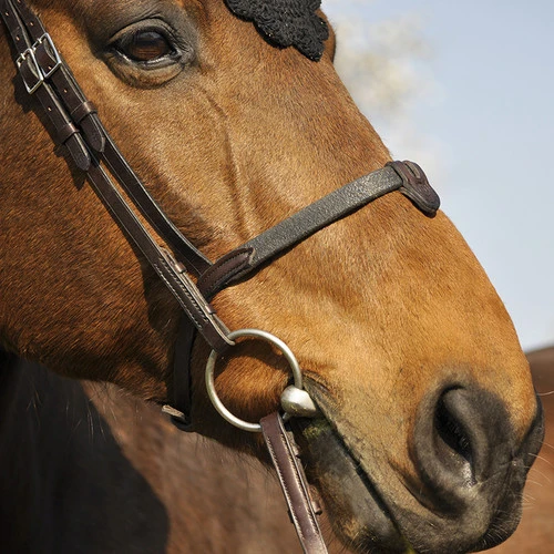 In Horse We Trust Bridle Evolution 8 In Horse We Trust Bridle Evolution - Image 6