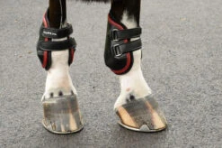 EquiFit AmpTeq Hind Boots With Color Binding -Weaver Leather Store ampteqwithred 55711 81780.1595614807