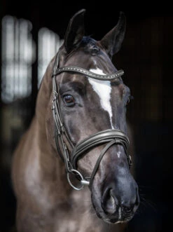 LeMieux Arika Dressage Snaffle Bridle