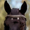 Halter Ego Aurelia Rose Gold Snaffle Bridle 1 Halter Ego Aurelia Rose Gold Snaffle Bridle -Weaver Leather Store aurelia rose gold snaffle bk.pt rsgd browband AURELIA SNAFFLE FULL halter ego 17581.1682553565
