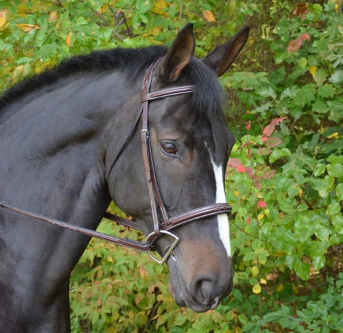 Black Oak Cyprus Snaffle Bridle 4 Black Oak Cyprus Snaffle Bridle - Image 2