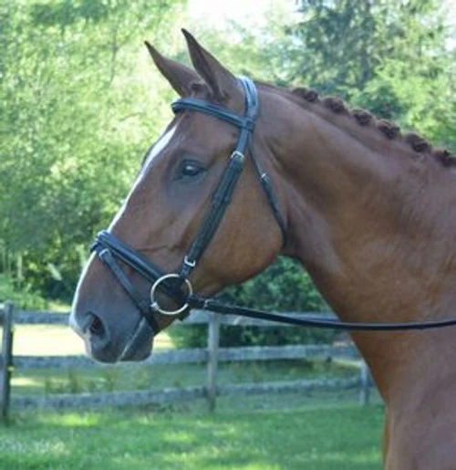 Black Oak Juniper Snaffle Bridle 5 Black Oak Juniper Snaffle Bridle - Image 3