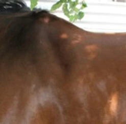 Circle Y Long Shoulder Bridge Pad 3/4" Or 1" 9 Circle Y Long Shoulder Bridge Pad 3/4" Or 1" -Weaver Leather Store circle y long shoulder bridge pad 3 4 or 1 2 45853.1530647798