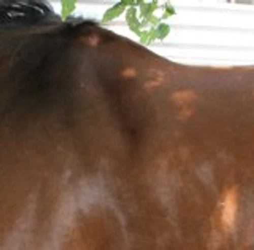 Circle Y Long Shoulder Bridge Pad 3/4" Or 1" 6 Circle Y Long Shoulder Bridge Pad 3/4" Or 1" - Image 4