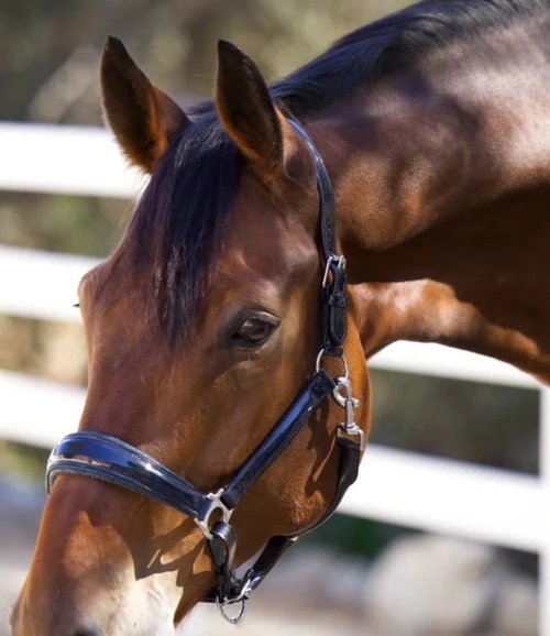 Halter Ego Copenhagen Navy Patent Halter 4 Halter Ego Copenhagen Navy Patent Halter - Image 2