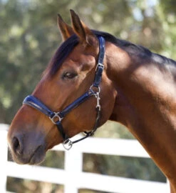 Halter Ego Copenhagen Navy Patent Halter 10 Halter Ego Copenhagen Navy Patent Halter -Weaver Leather Store copenhagen navy halter nv.pt navy hero COPENHAGEN HALTER halter ego 97604.1682536277