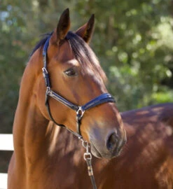 Halter Ego Copenhagen Navy Patent Halter 9 Halter Ego Copenhagen Navy Patent Halter -Weaver Leather Store copenhagen navy halter nv.pt navy side halter ego 41538.1682560513