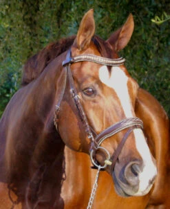 Halter Ego Crystal Jumper Bridle -Weaver Leather Store crystal jumper bridle flash side halter ego 83404.1690316960