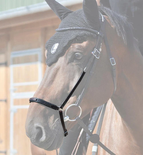 In Horse We Trust Drop Noseband 3 In Horse We Trust Drop Noseband