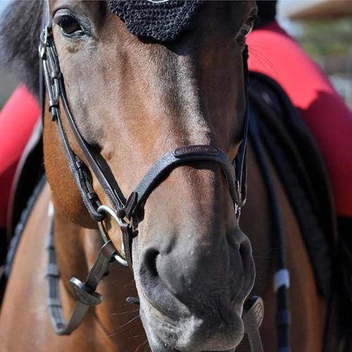 In Horse We Trust Drop Noseband 4 In Horse We Trust Drop Noseband - Image 2