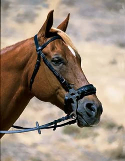 Herm Sprenger Short Shank Padded Hackmore 3 Herm Sprenger Short Shank Padded Hackmore