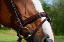 Red Barn Burghley Flash Bridle -Weaver Leather Store kl select red barn burghley flash bridle detail 31296 32654.1643851766
