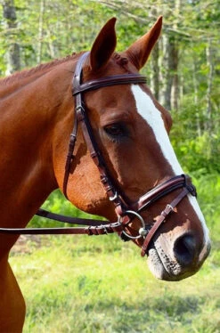 Red Barn Burghley Flash Bridle -Weaver Leather Store kl select red barn burghley flash bridle soft grip reins 69866 98648.1684375802