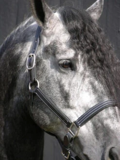 Red Barn Tina Halter -Weaver Leather Store kl select s red barn tina black leather halter 1 73074 82751.1682797174