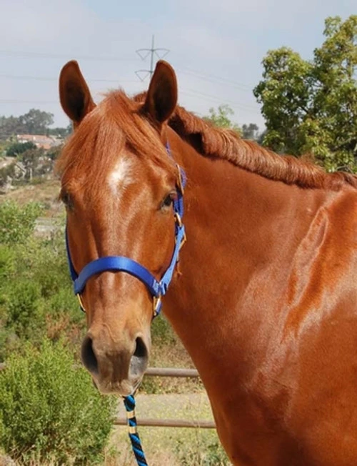 Mary's Walsh Nylon Halter 3 Mary's Walsh Nylon Halter