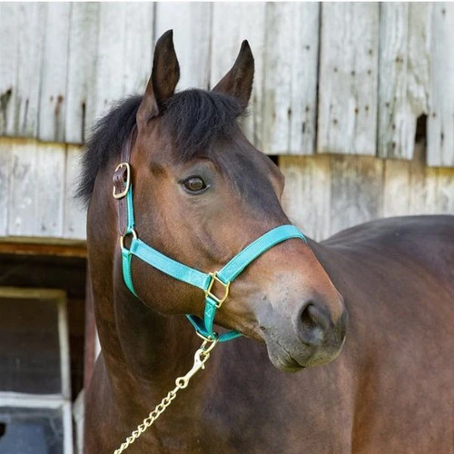 Perri's Premium Nylon Safety Halter 4 Perri's Premium Nylon Safety Halter - Image 2