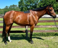 Pro4Mance Non-Slip Pad 9 Pro4Mance Non-Slip Pad -Weaver Leather Store pro4mance non slip pad horse ace 68511.1689717373