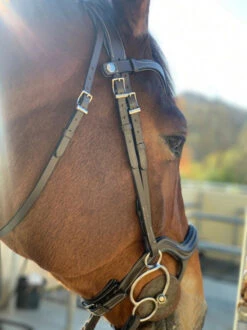 Halter Ego Remington Anatomical Jumper Bridle -Weaver Leather Store remington bridle chin halter ego 29512.1687997785