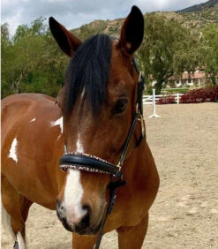 Halter Ego Safari Halter -Weaver Leather Store safari halter blk lprd front halter ego 27053.1682538591