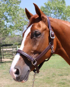 Walsh Signature Pony Halter 7 Walsh Signature Pony Halter -Weaver Leather Store signature halter havana navy stainless walsh 37370.1557955618