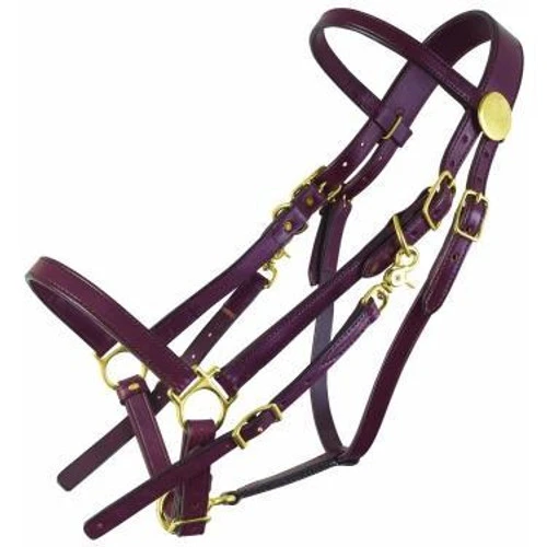 Tucker Standard Halter Bridle 3 Tucker Standard Halter Bridle