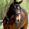 Halter Ego Thea Rolled Double Bridle 2 Halter Ego Thea Rolled Double Bridle -Weaver Leather Store thea rolled double bk.pt crm front THEA halter ego 99122.1682644349