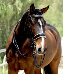 Halter Ego Thea Rolled Double Bridle
