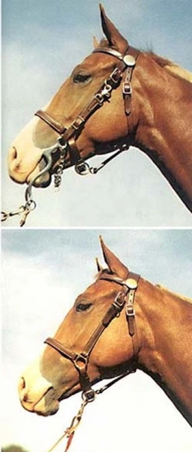 Tucker Standard Halter Bridle 4 Tucker Standard Halter Bridle - Image 2